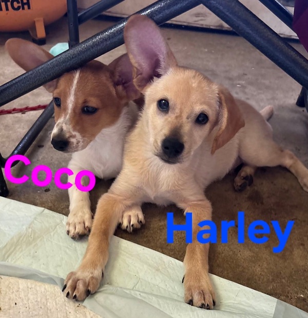 Happy Paws pups